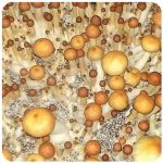 Псилоцибиновые (галлюциногенные)  грибы Psilocybin "Golden Teacher" в Новом Девяткино