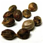 Семена марихуаны АК-47  (Seeds AK-47) в Новом Девяткино